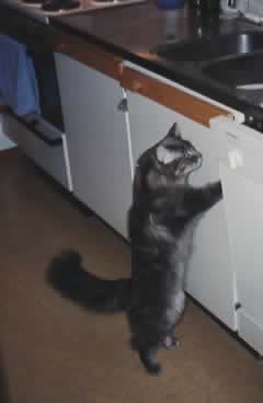 Maine Coon Albireo